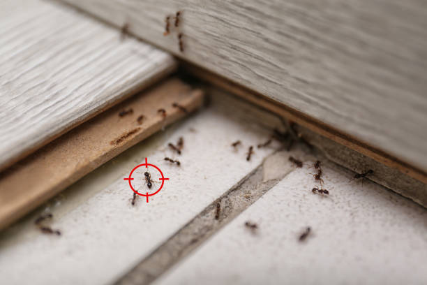 Best Bed Bug Extermination  in Carrollton, GA