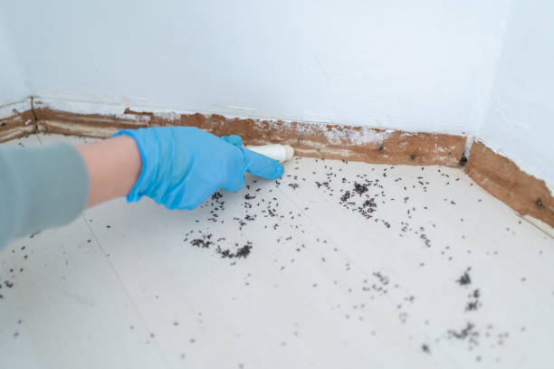 Best Ant Control Services  in Carrollton, GA